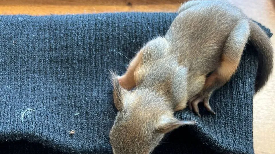 Фото: t.me/gorod_balashiha