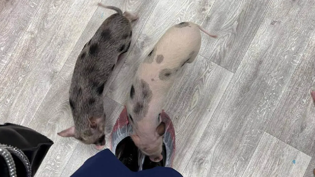 В столичном антикафе с маленькими свинками «PiggyPlace» нашли нарушения