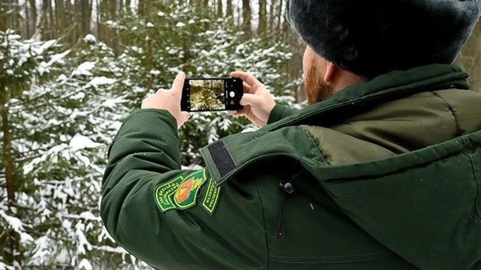 Фото: Комитет лесного хозяйства Московской области