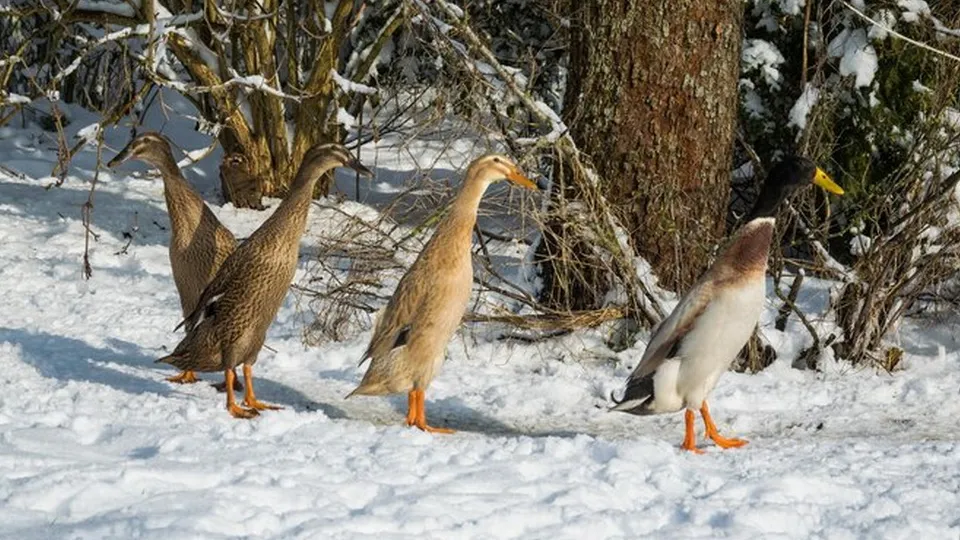 Фото: медиасток.рф