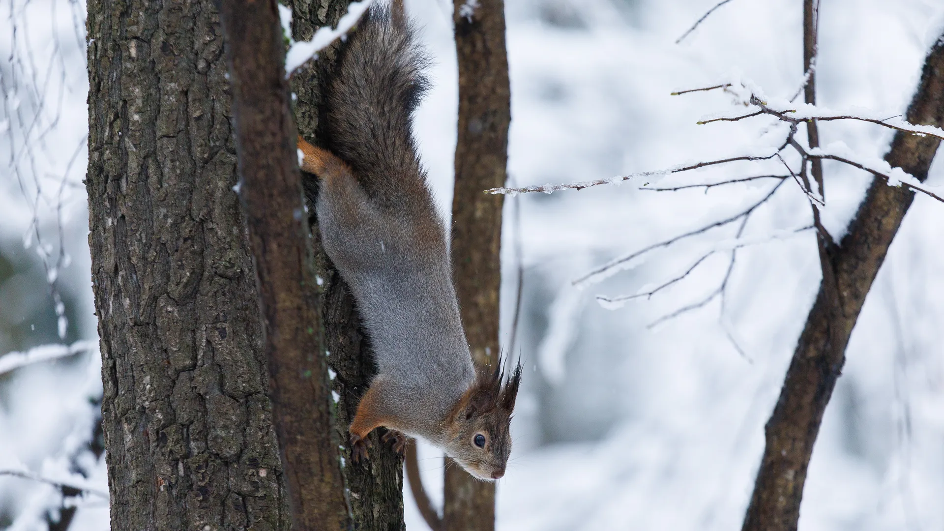 медиасток.рф