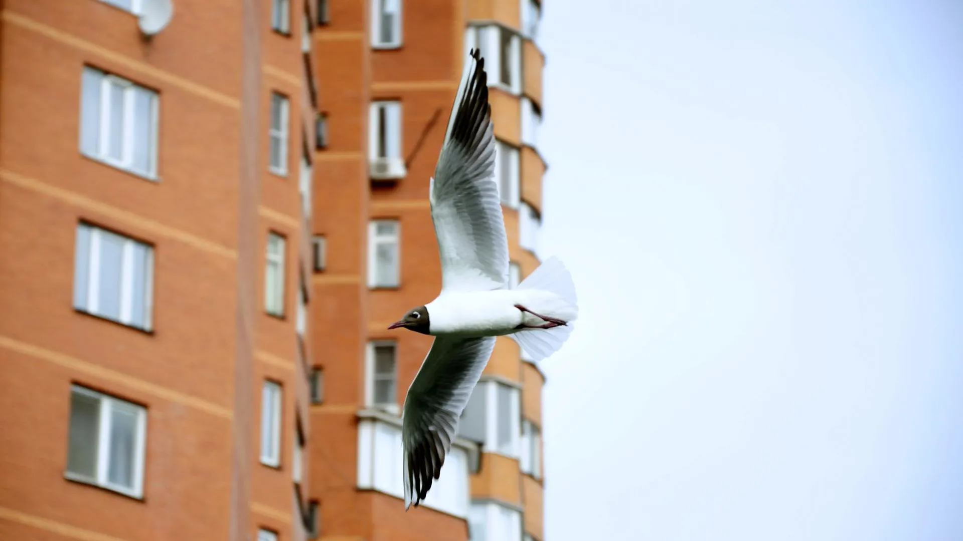 медиасток.рф