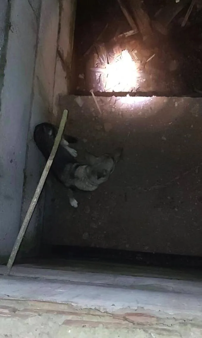 Фото:&nbsp;ГКУ МО «Мособлпожспас»