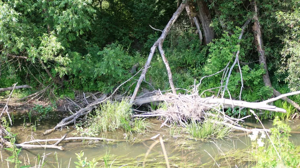Фото: пресс-служба администрации г.о. Кашира