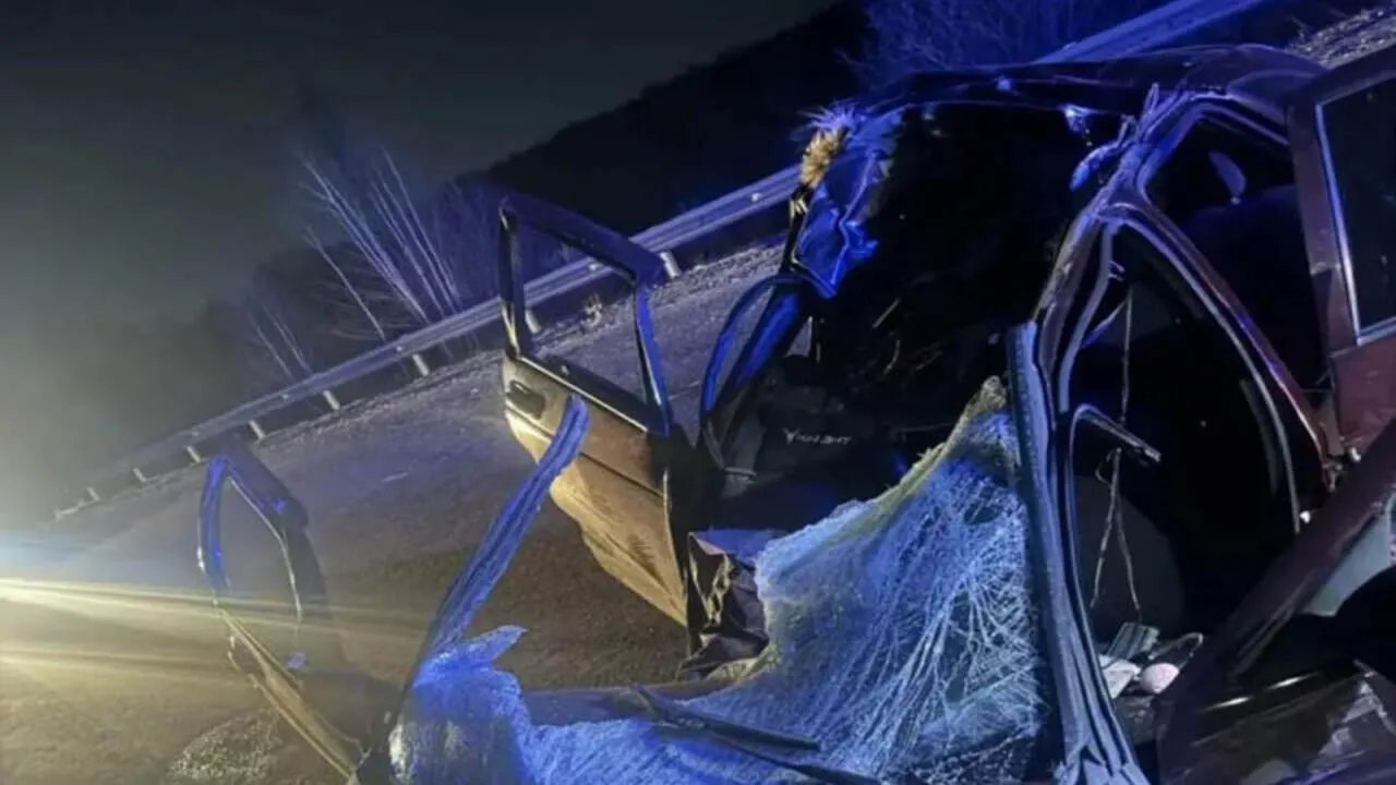 В Кузбассе встреча с лосем на трассе стоила жизни молодой пассажирке