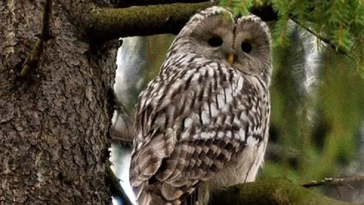 Длиннохвостая неясыть / Фото: egir.ru