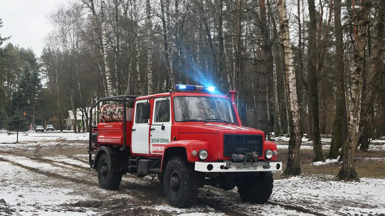 Фото: филиал «Русский лес» ГКУ МО «Мособллес»