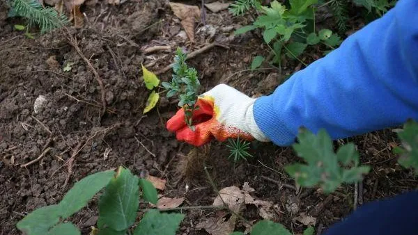 В домодедовском парке «Городской лес» высадили кустарники