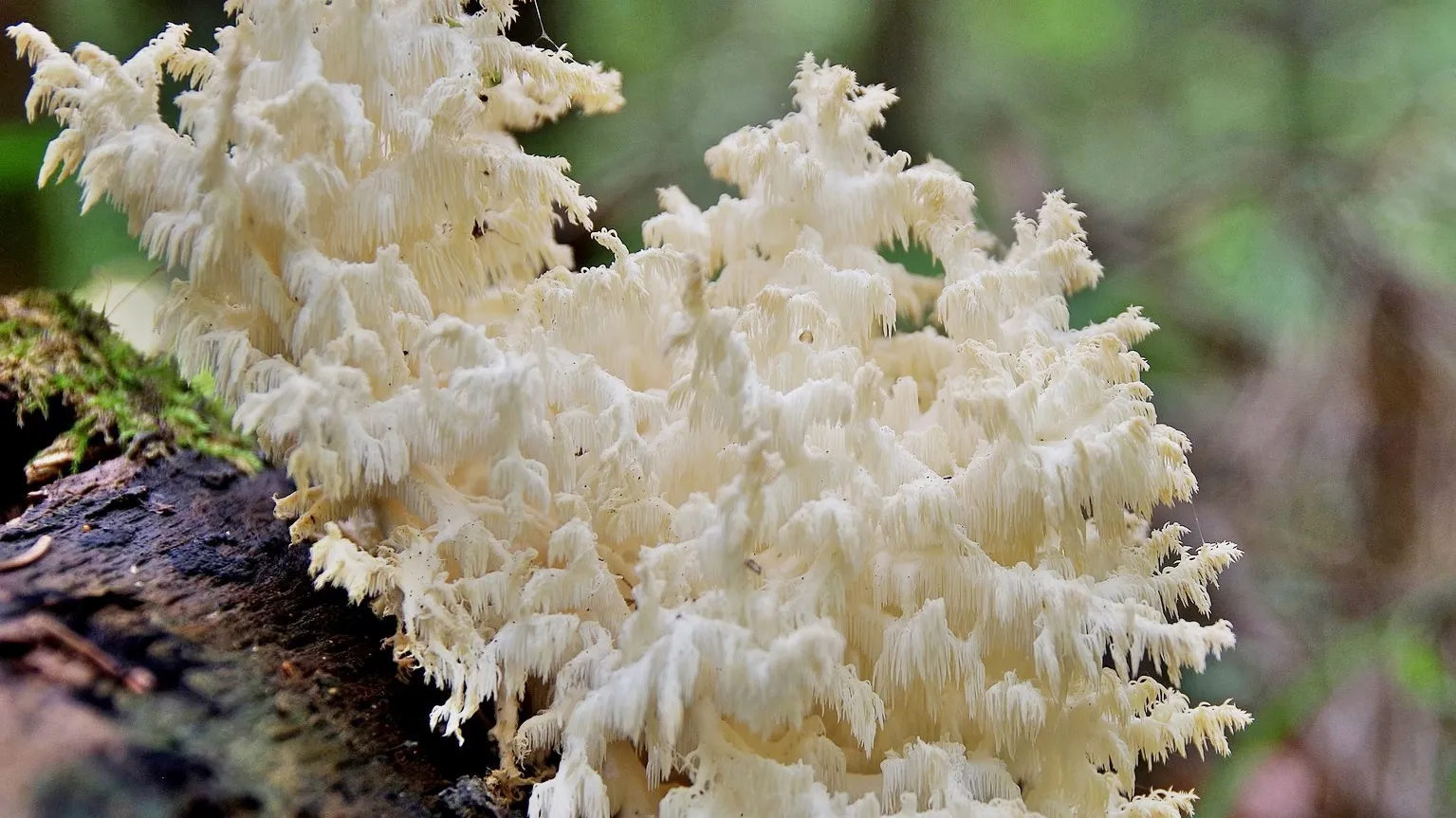 Фото: Приокско-Террасный заповедник/Ольга Калинина