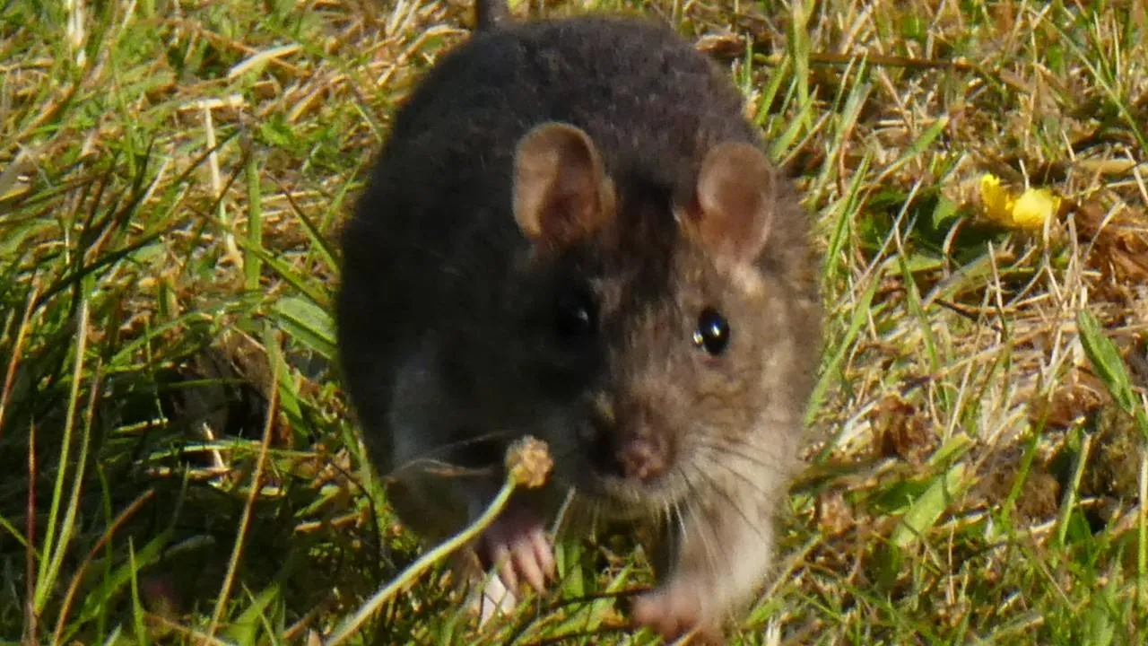 Штат Квинсленд в Австралии атаковали крысы