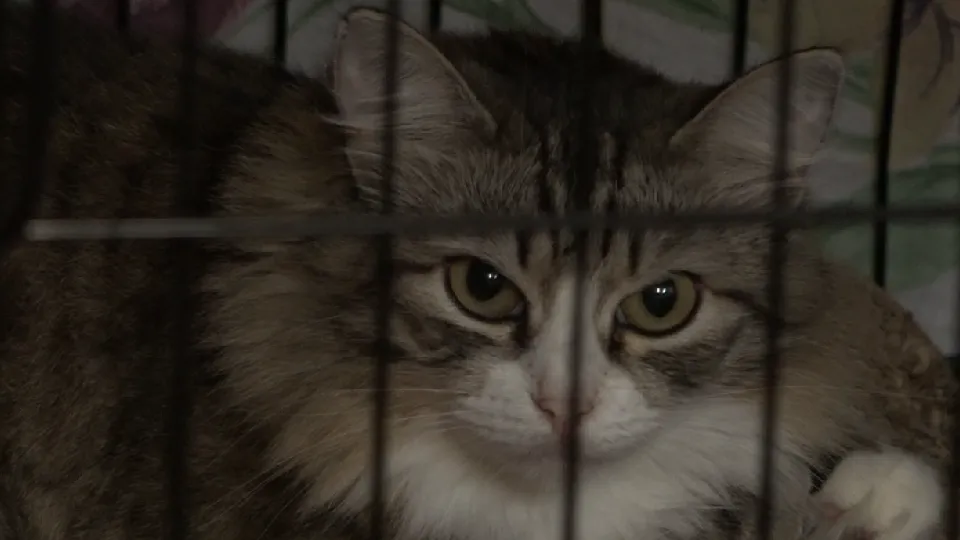 Фото: пресс-служба администрации г.о. Дубна