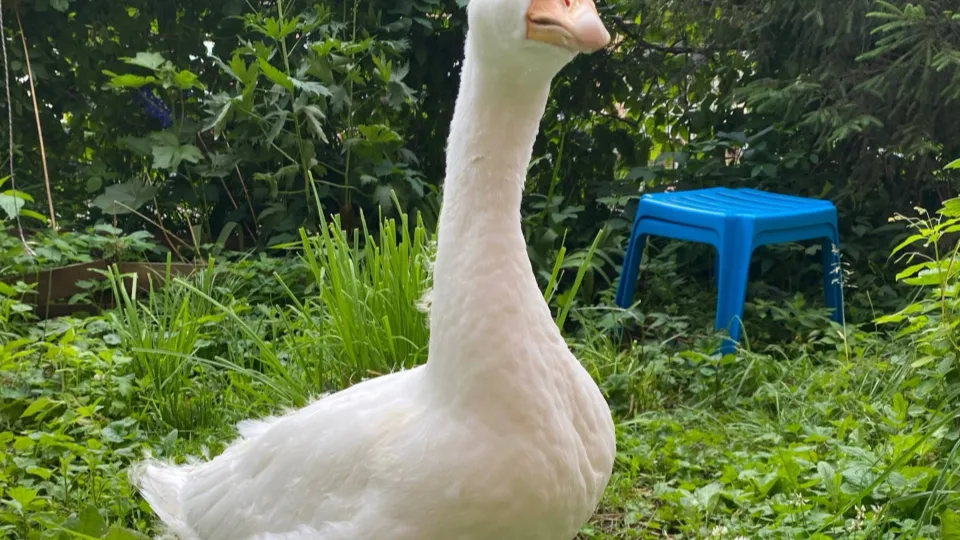 Фото: t.me/Gus_Mitka