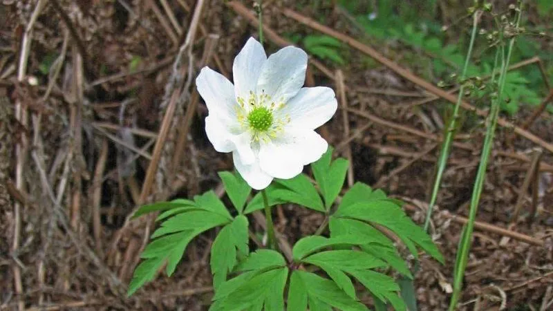 Фото: Пресс-служба Министерства экологии и природопользования МО
