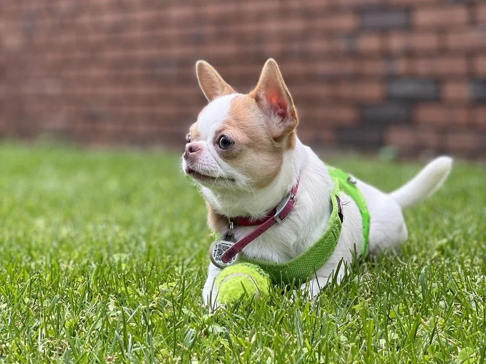 Фото: Министерство сельского хозяйства и продовольствия МО
