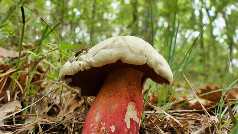 Фото: istockphoto.com/PlazacCameraman