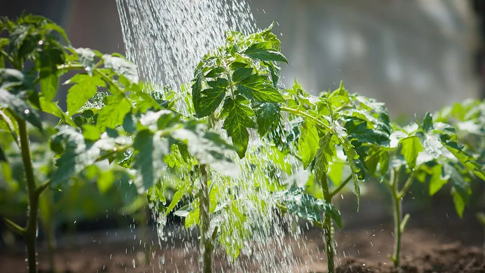 Фото: istockphoto.com