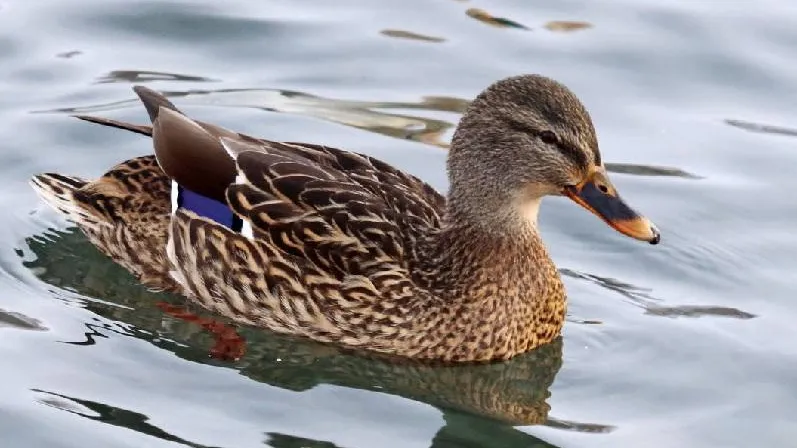 Фото: В. Панкратова