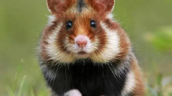 Источник: Минэкологии МО