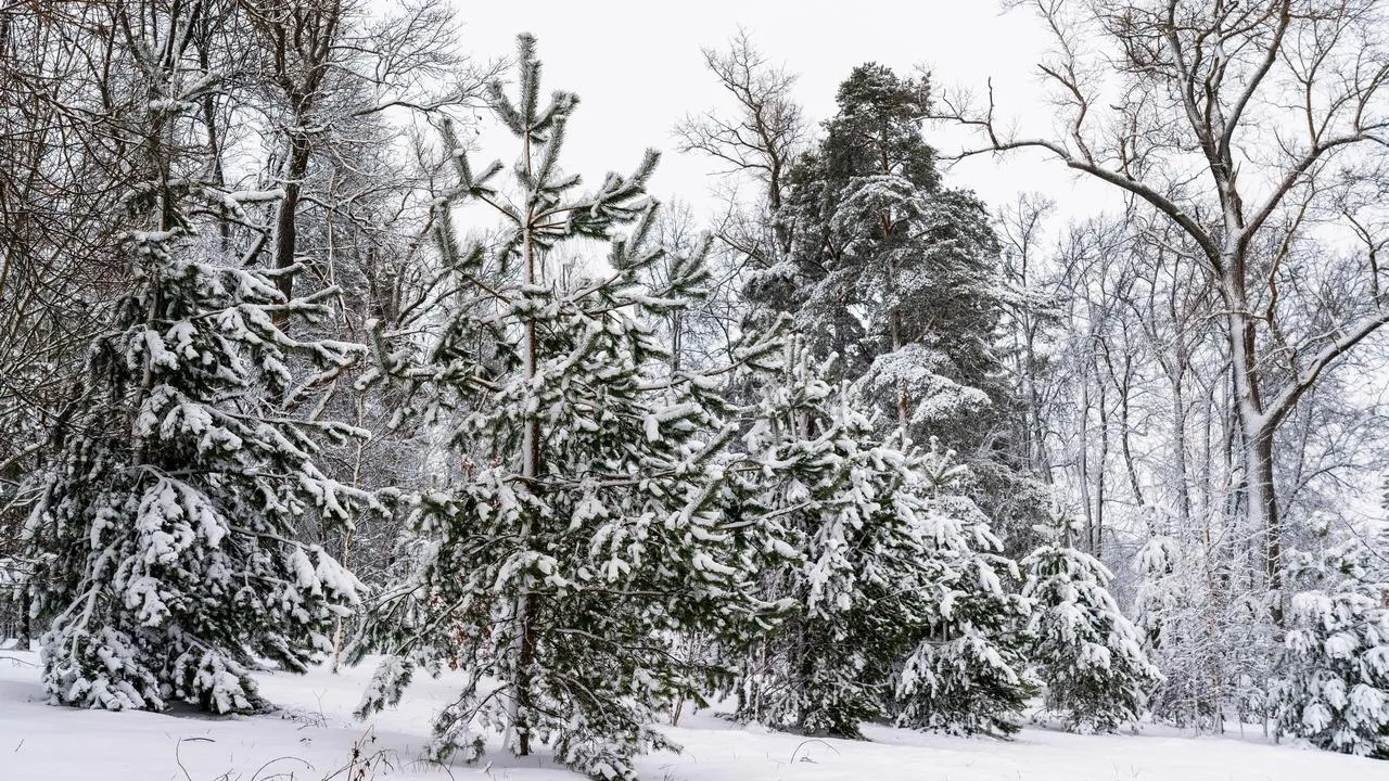 медиасток.рф