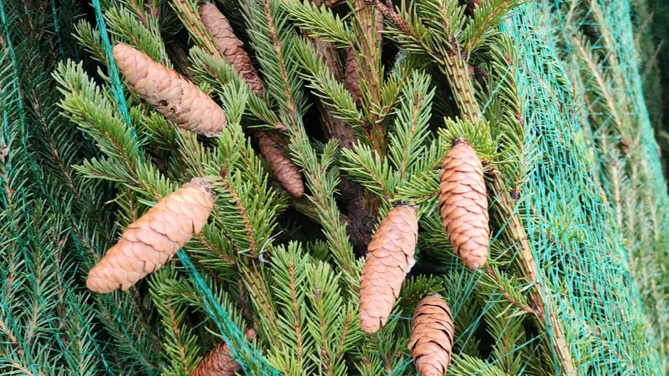 Фото: МедиаБанк Подмосковья/Ольга Антонова