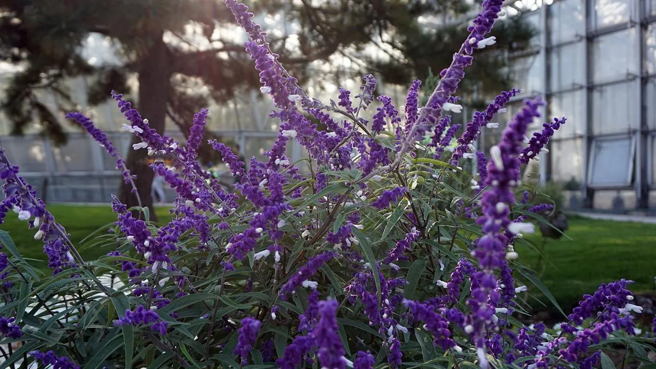 commons.wikimedia/三猎