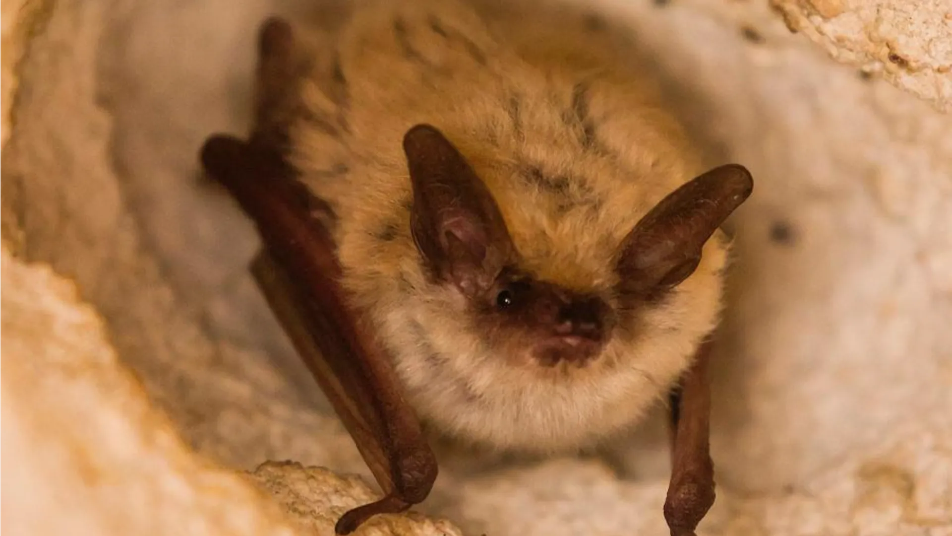 Фото: commons.wikimedia/Ezra Sheyner