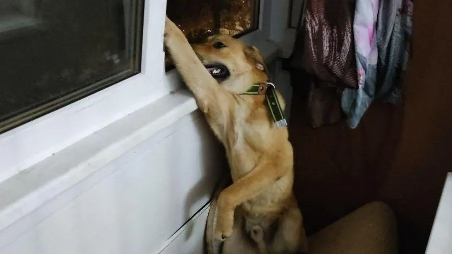 Фото: пресс-служба ГКУ МО «Мособлпожспас»