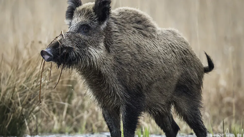 Фото: istockphoto.com/DamianKuzdak