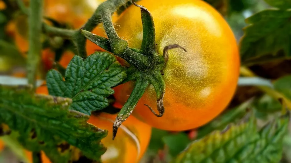 Фото: unsplash.com