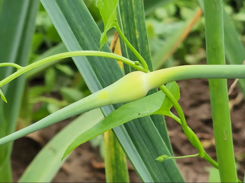 Фото: МедиаБанк Подмосковья/Андрей Семибратов