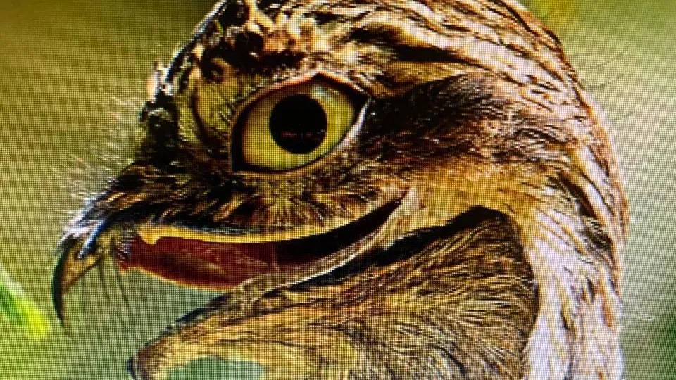 Фото соцсети.