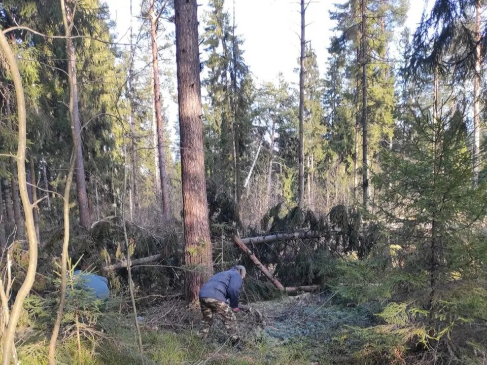 Фото: пресс-служба Комитета лесного хозяйства Московской области
