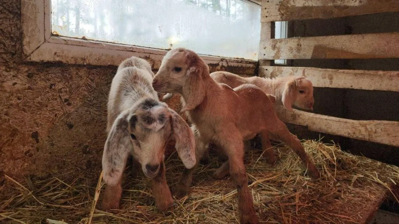 МедиаБанк Подмосковья/Эдуард Стратонов