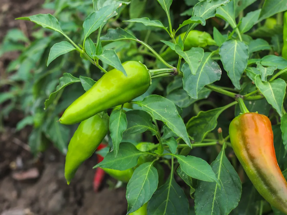 Фото: freepik.com