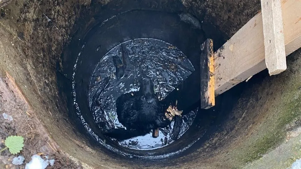 Фото: t.me/gku_mo_mosoblpojspas