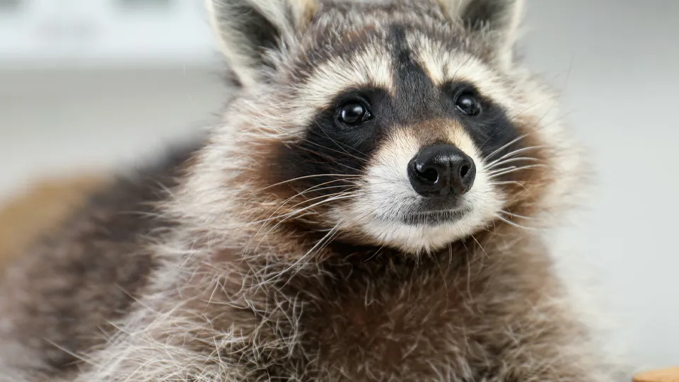 Фото: istockphoto.com/Liudmila Chernetska