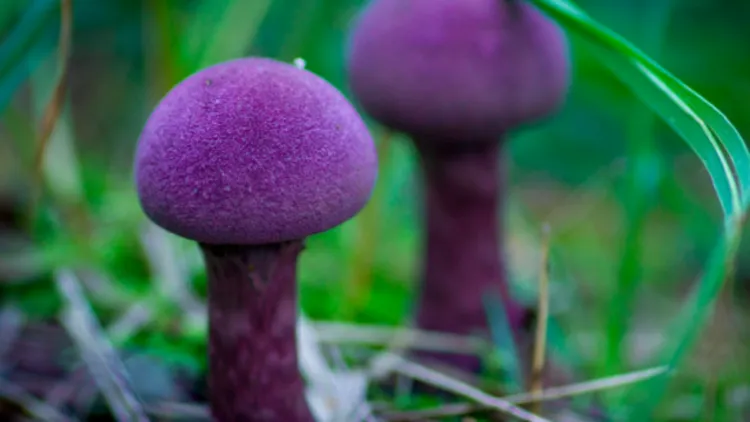 Фото: Usadba-dzr.ru