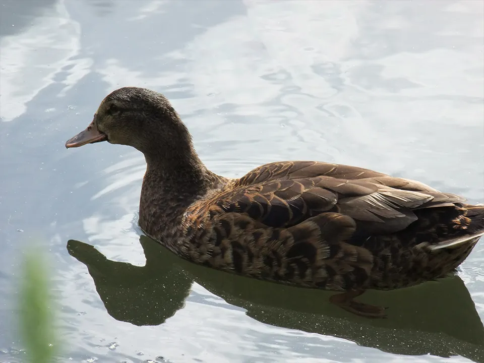 Фото: REGIONS/Елизавета Мелентьева