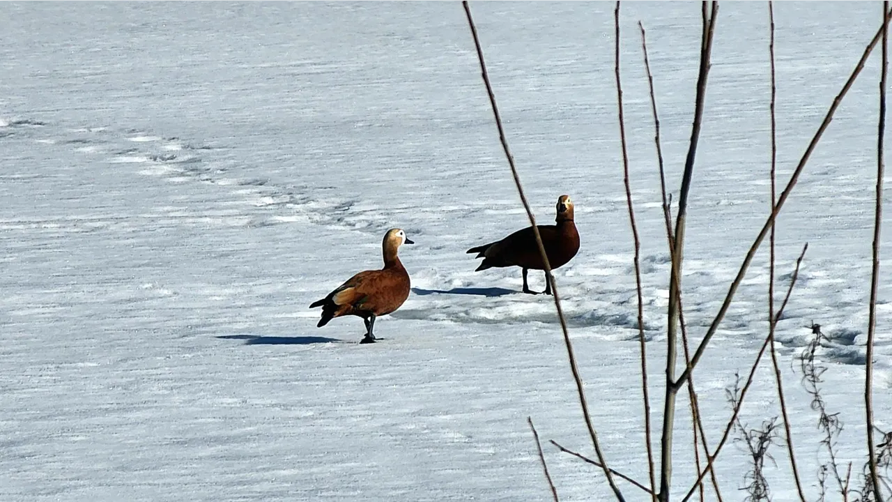 МедиаБанк Подмосковья/Мария Овчинникова