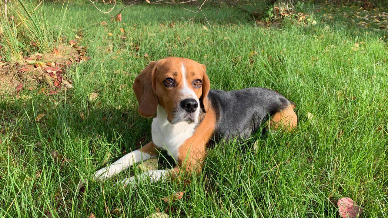 Пресс-служба Минсельхозпрод МО