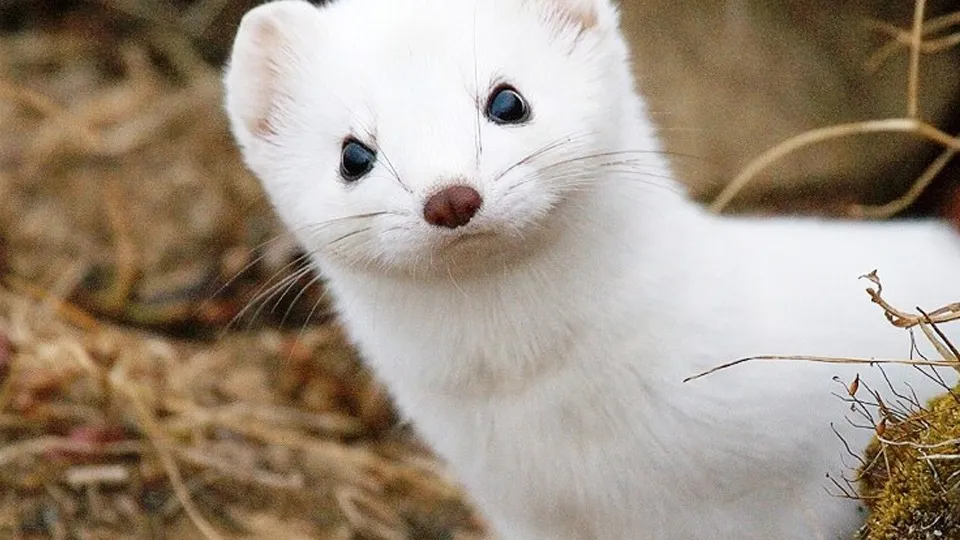 Фото: parkdubki.ru