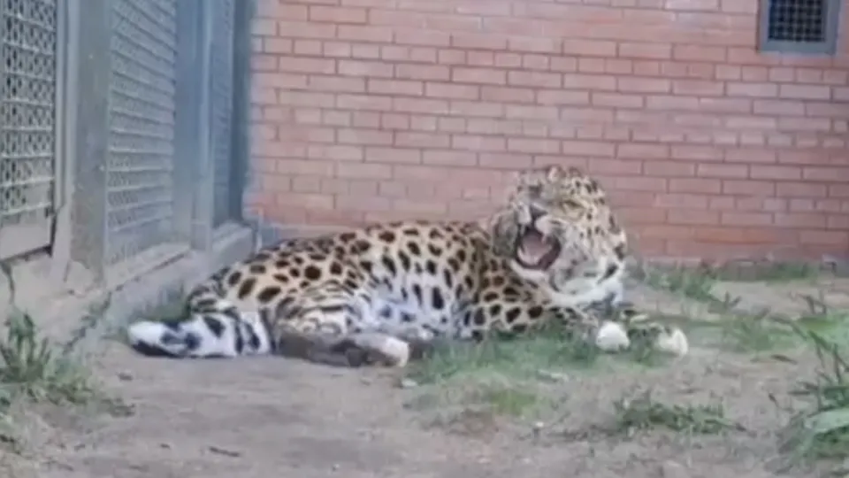 Фото: t.me/rare_animals_zoo