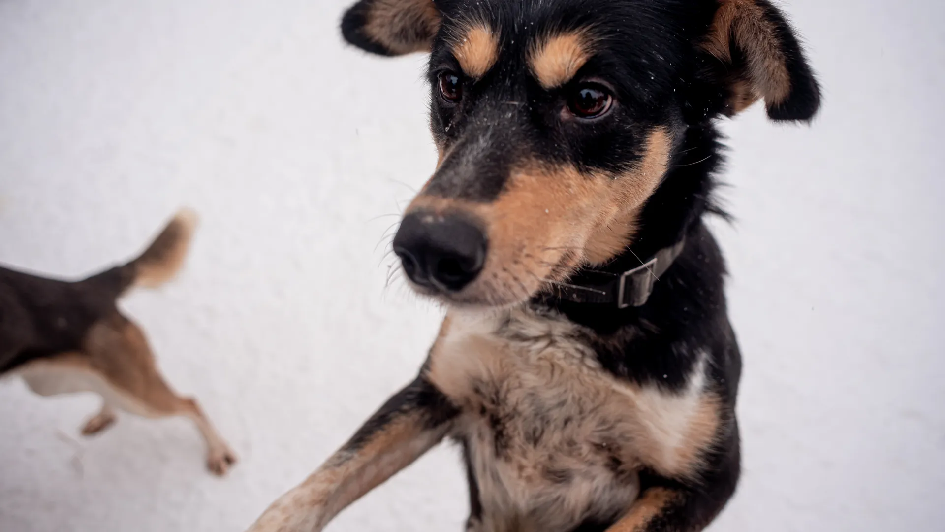 Ветеринар рассказал, как сохранить здоровье питомцев в мороз