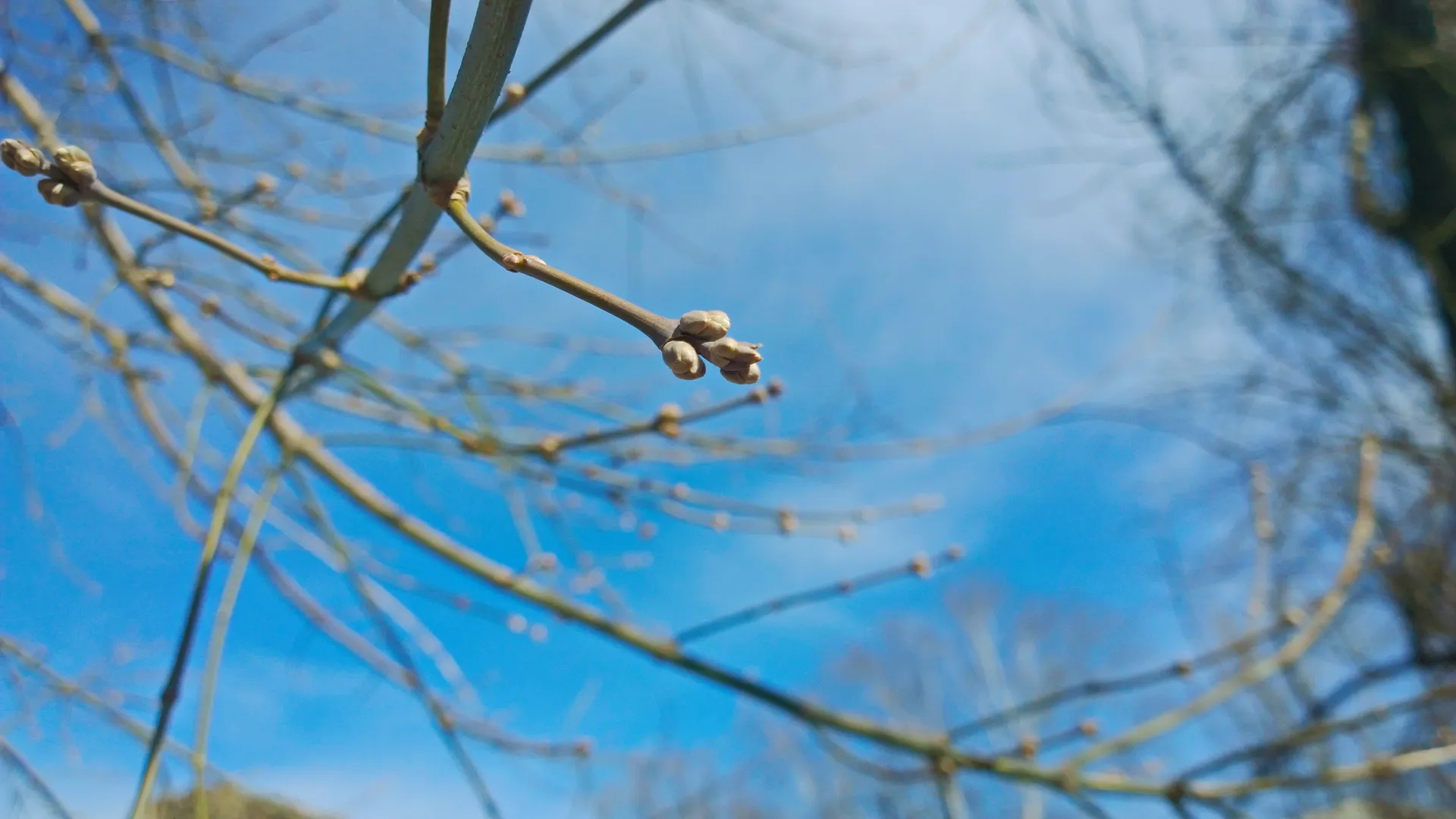 Весна в Лобне