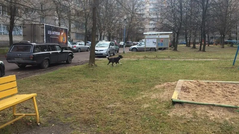 Школьника чудом отбили от напавших на него собак в Дубне