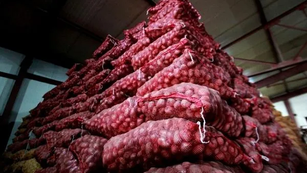 Площадь под посадки картофеля в МО выросла на 12,6% - Минсельхоз