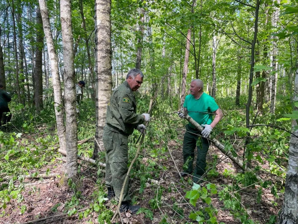 Фото: Комитет лесного хозяйства МО