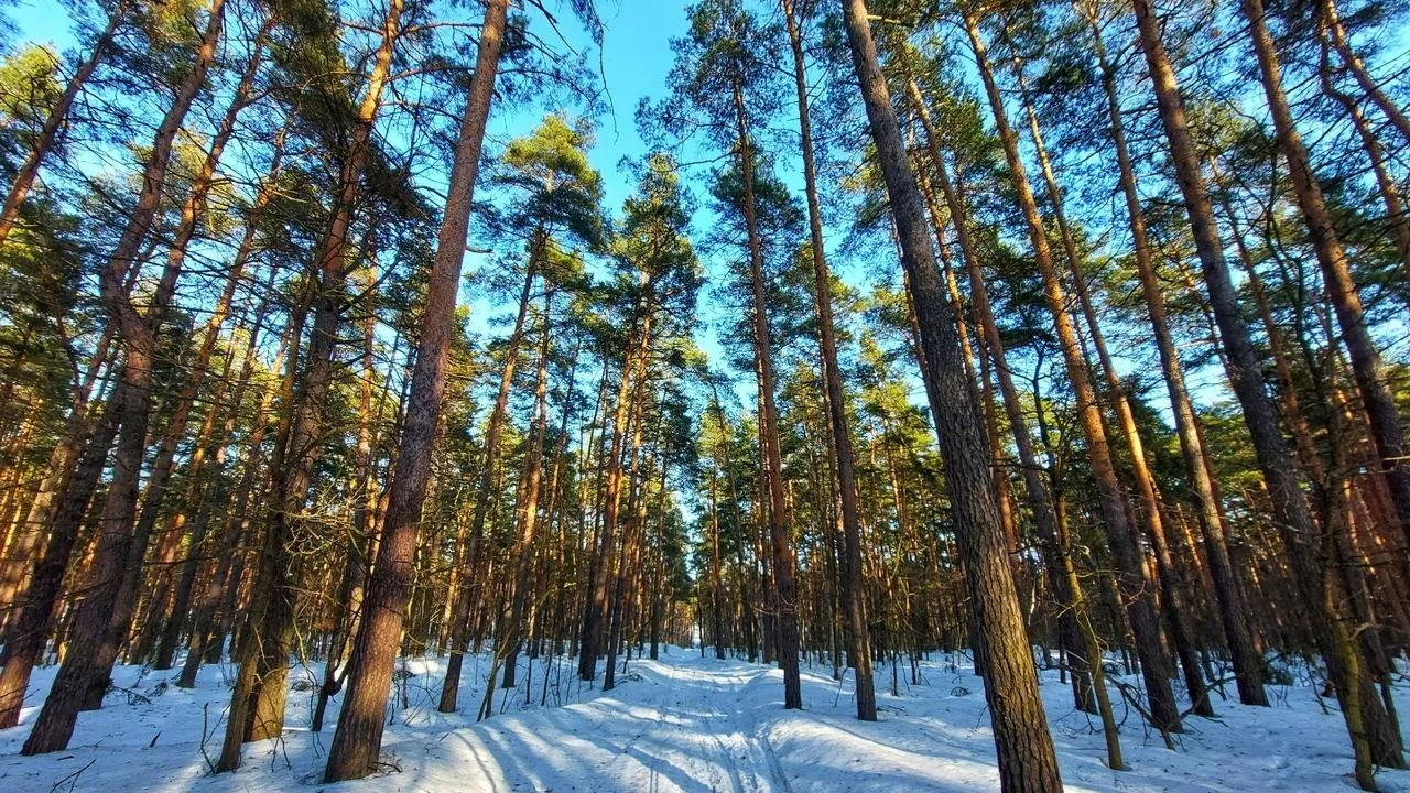 Василий Потапов