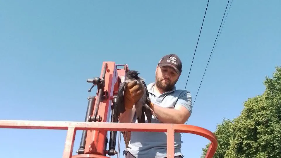В городском округе Кашира спасли птицу, застрявшую в фонаре