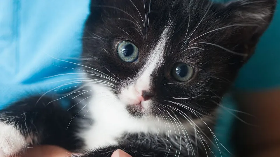 Фото: istockphoto.com/Chepko